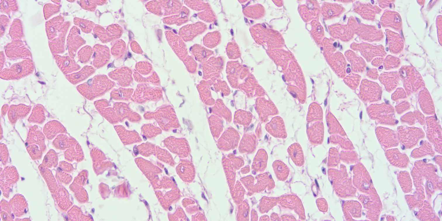 Vaginal Muscle Tissue